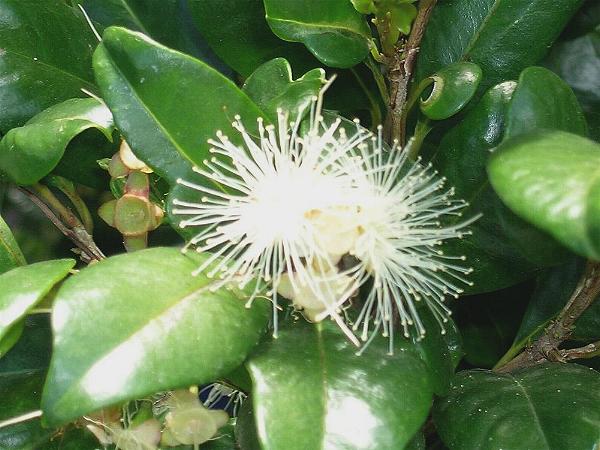 coast satinash,monkey apple,eungella gum,timber trade,syzgium smithii,liliplli
